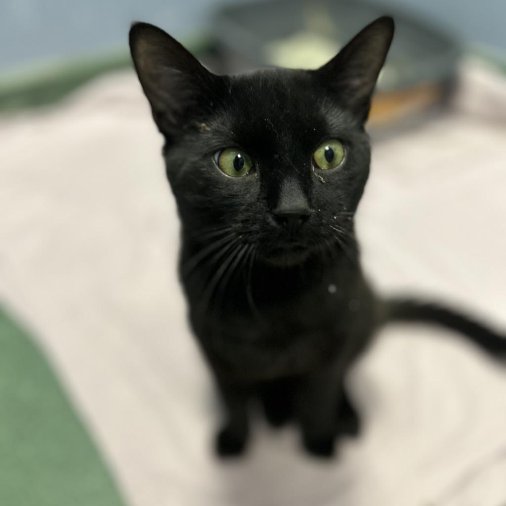 Enlarge Meowchael Phelps, a Adoptable American Shorthair in Lindenwold, NJ image 2/2