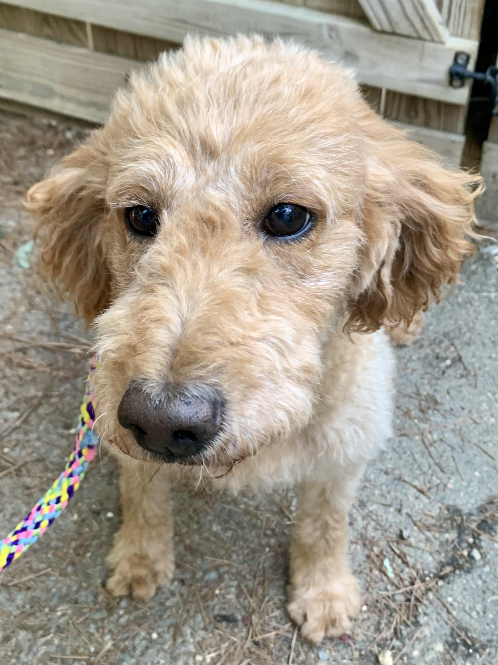 Enlarge East, a ADOPTABLE mixed breed in Richmond, VA image 3/4