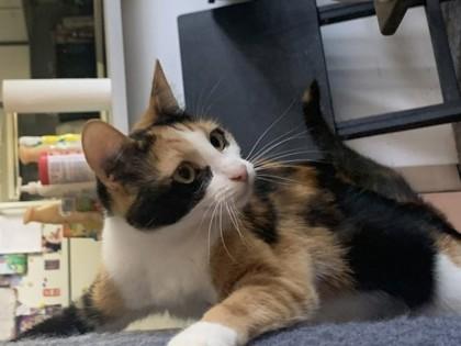 Jester, Adoptable, Adult Female Domestic Short Hair & Domestic Short Hair.