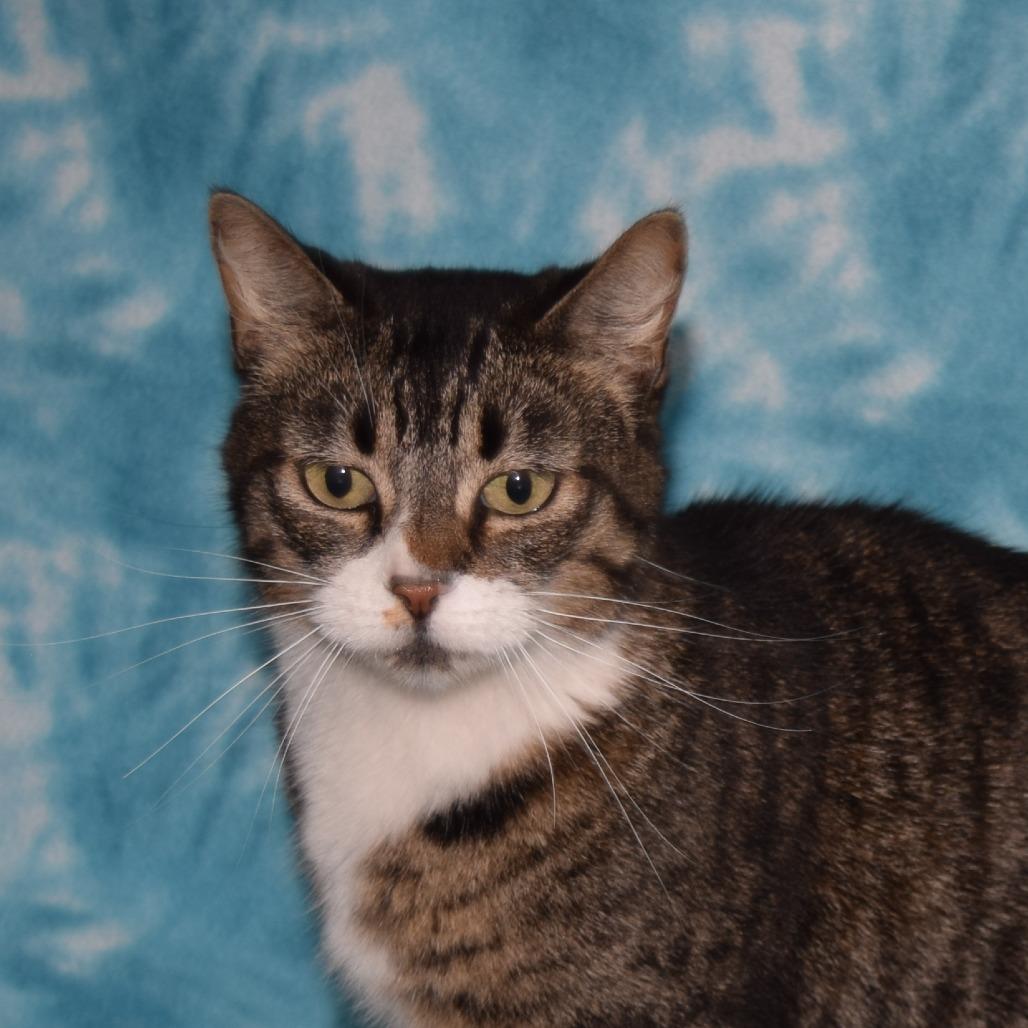 Babka, Adoptable, Adult Male Domestic Short Hair.