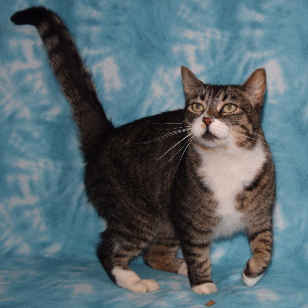 Enlarge Babka, a Adoptable Domestic Short Hair in Eureka, CA image 2/3