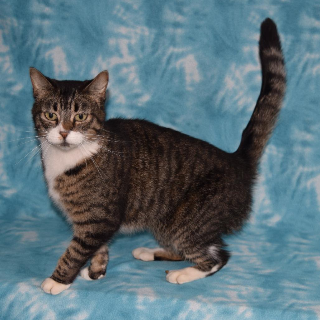 Enlarge Babka, a Adoptable Domestic Short Hair in Eureka, CA image 3/3