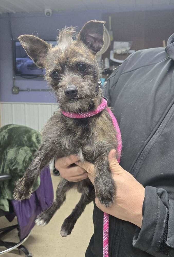 Mr T, Adoptable, Young Male Chihuahua.