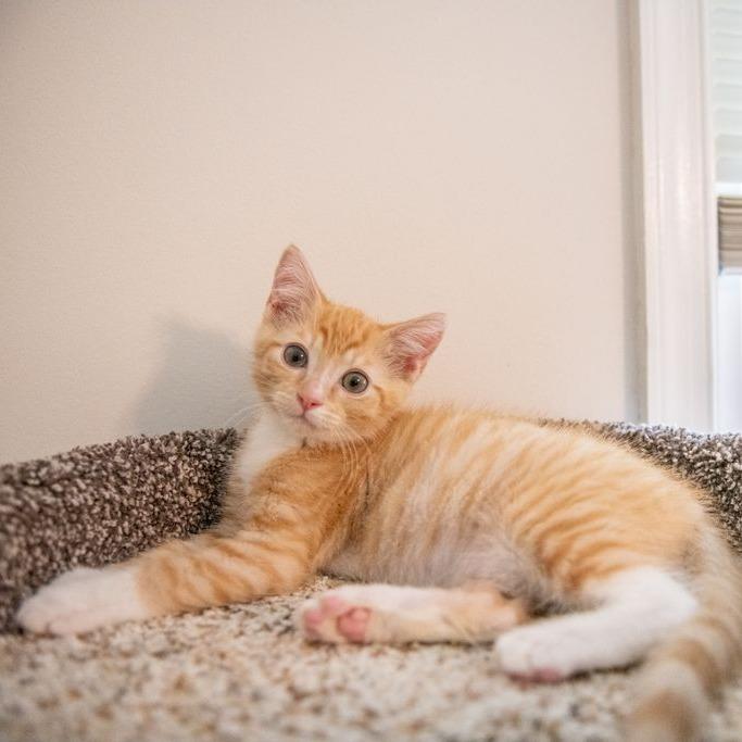 Mufusa, Adoptable, Kitten Male Domestic Short Hair.