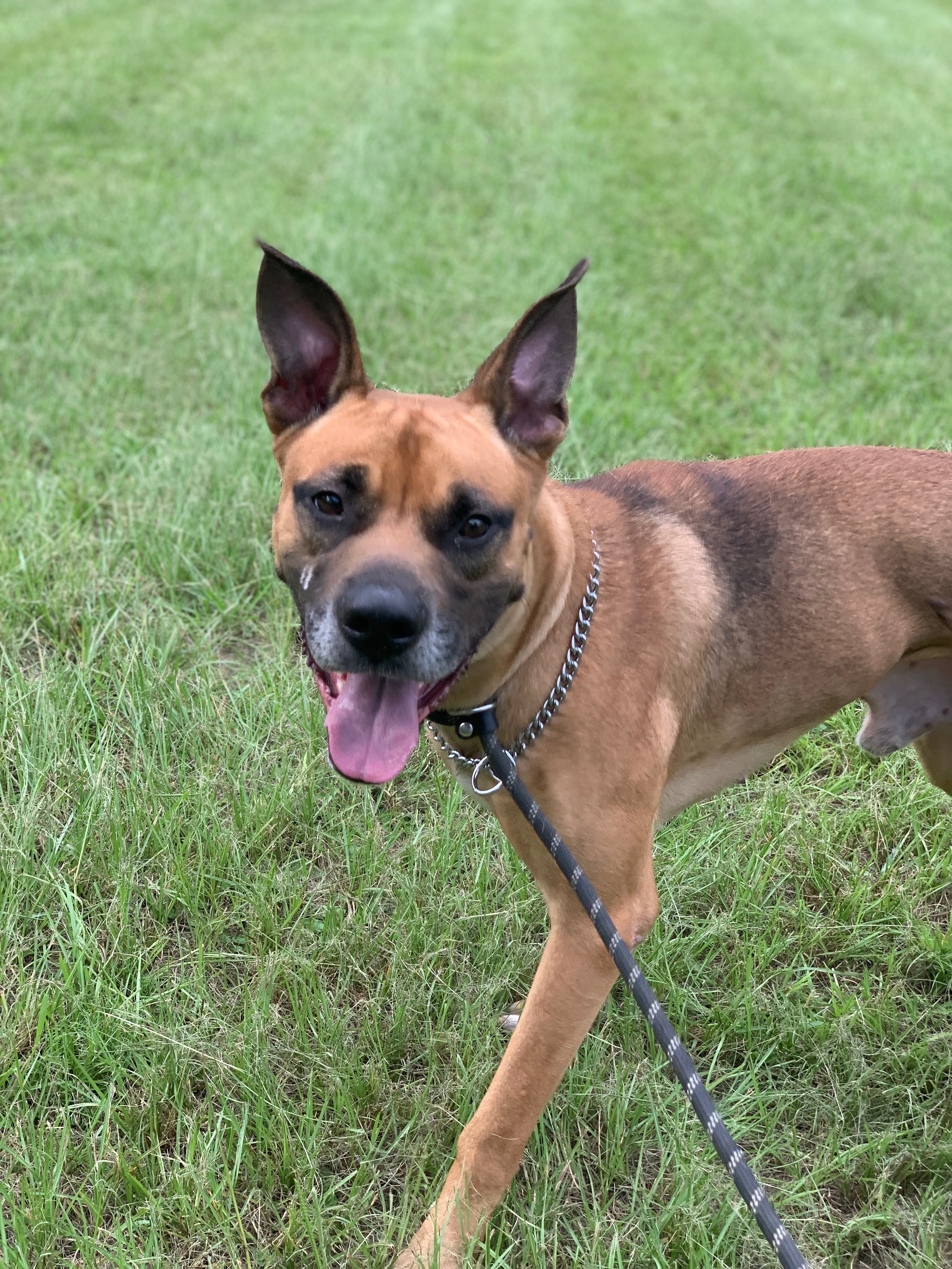Enlarge Brown Dog, a Adoptable mixed breed in Colonie, NY image 1/5