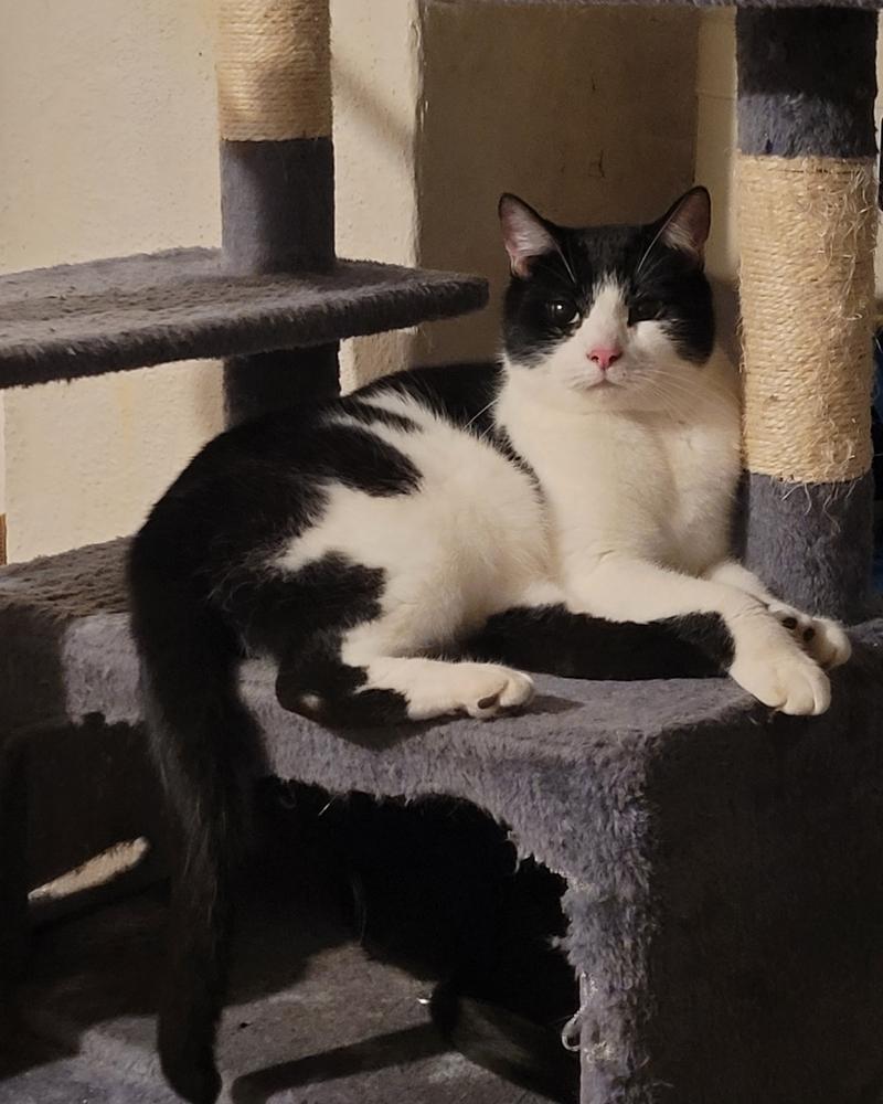 Pluto, Adoptable, Adult Male Domestic Short Hair.