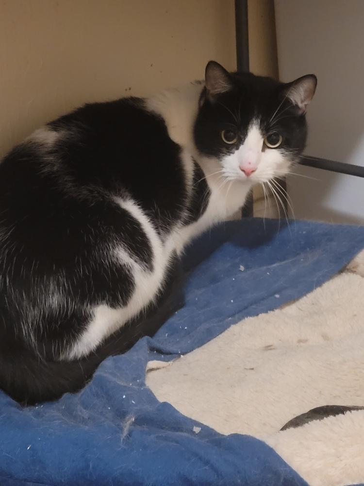 Pluto, a Adoptable Domestic Short Hair in Dayton, OH image 2/6