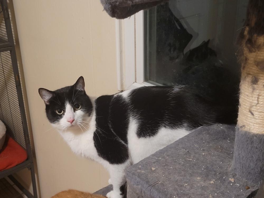 Pluto, a Adoptable Domestic Short Hair in Dayton, OH image 3/6