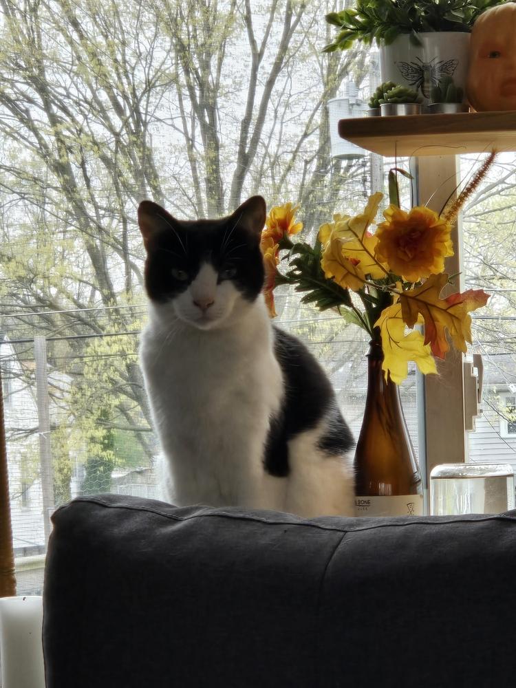 Pluto, a Adoptable Domestic Short Hair in Dayton, OH image 4/6