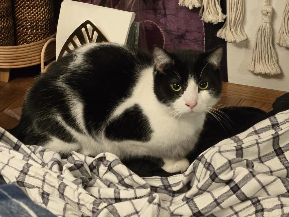 Pluto, a Adoptable Domestic Short Hair in Dayton, OH image 5/6