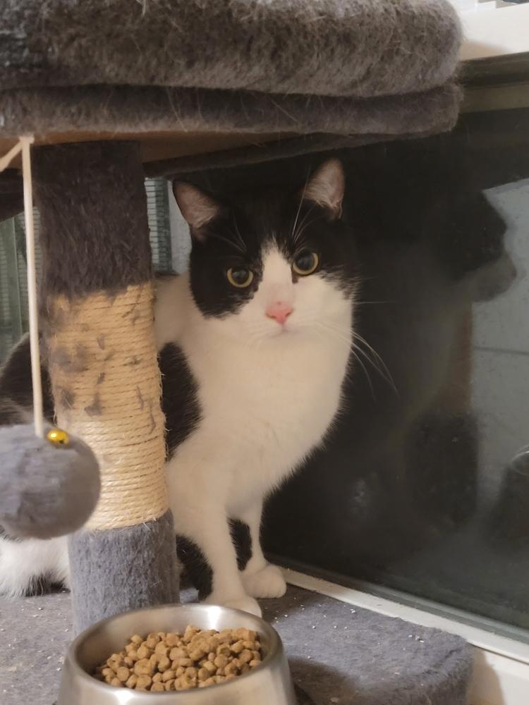 Pluto, a Adoptable Domestic Short Hair in Dayton, OH image 6/6