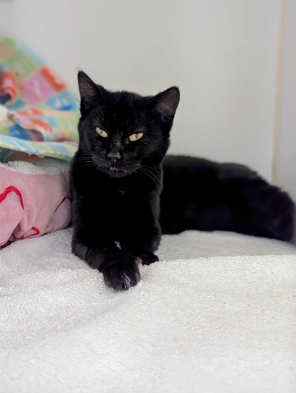 Enlarge SOUP, a Adoptable Domestic Short Hair in Hayward, CA image 1/1