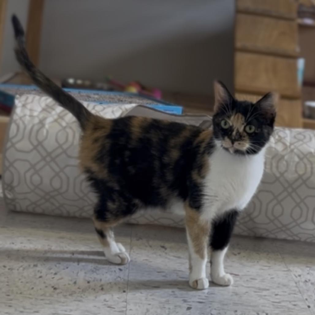 Enlarge Belle, a Adoptable Domestic Short Hair in Marysville, OH image 2/3