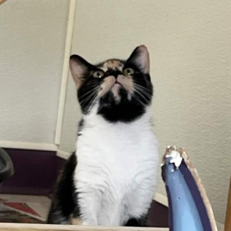 Enlarge Belle, a Adoptable Domestic Short Hair in Marysville, OH image 3/3