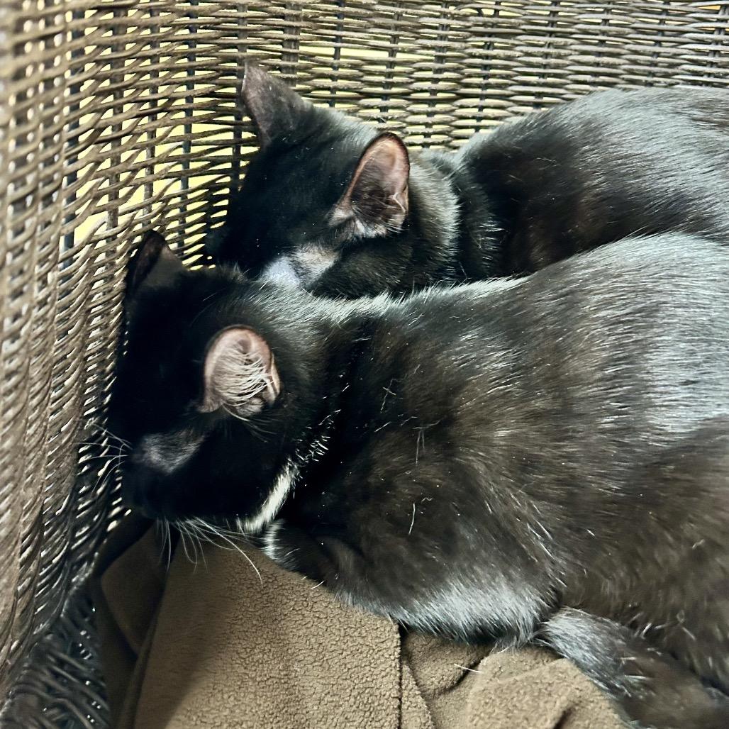 Mr. Smee, Adoptable, Kitten Male Domestic Short Hair.