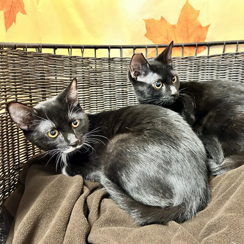 Enlarge Mr. Smee, a Adoptable Domestic Short Hair in Henderson, NV image 2/5