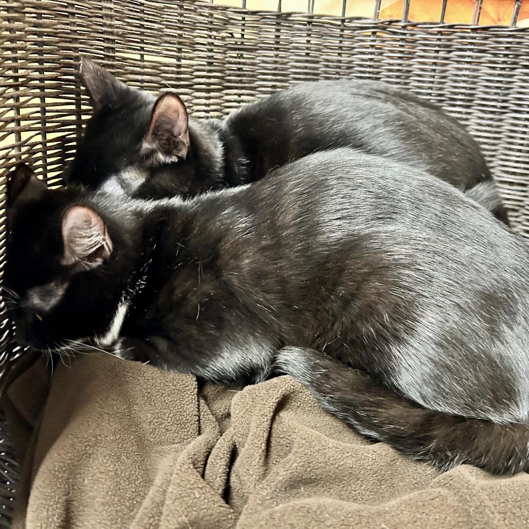 Enlarge Mr. Smee, a Adoptable Domestic Short Hair in Henderson, NV image 3/5