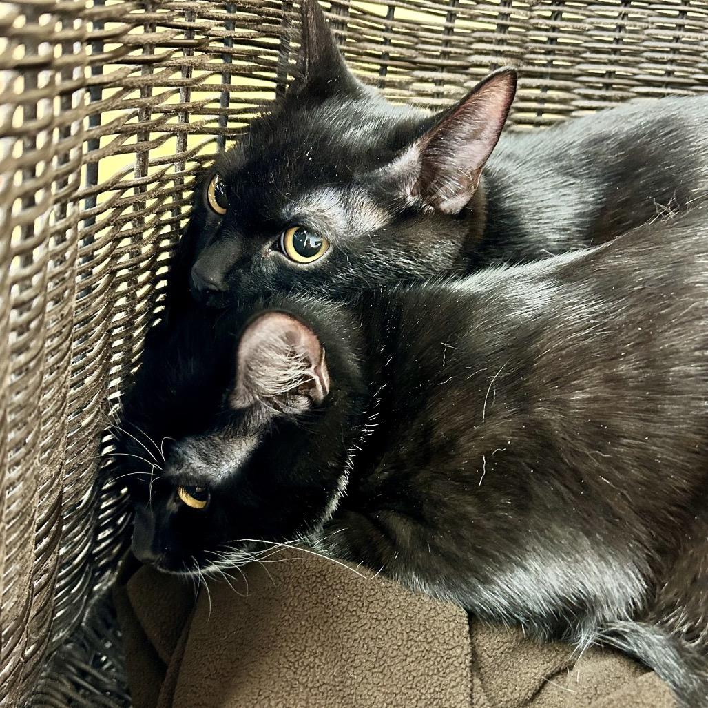 Enlarge Mr. Smee, a Adoptable Domestic Short Hair in Henderson, NV image 4/5