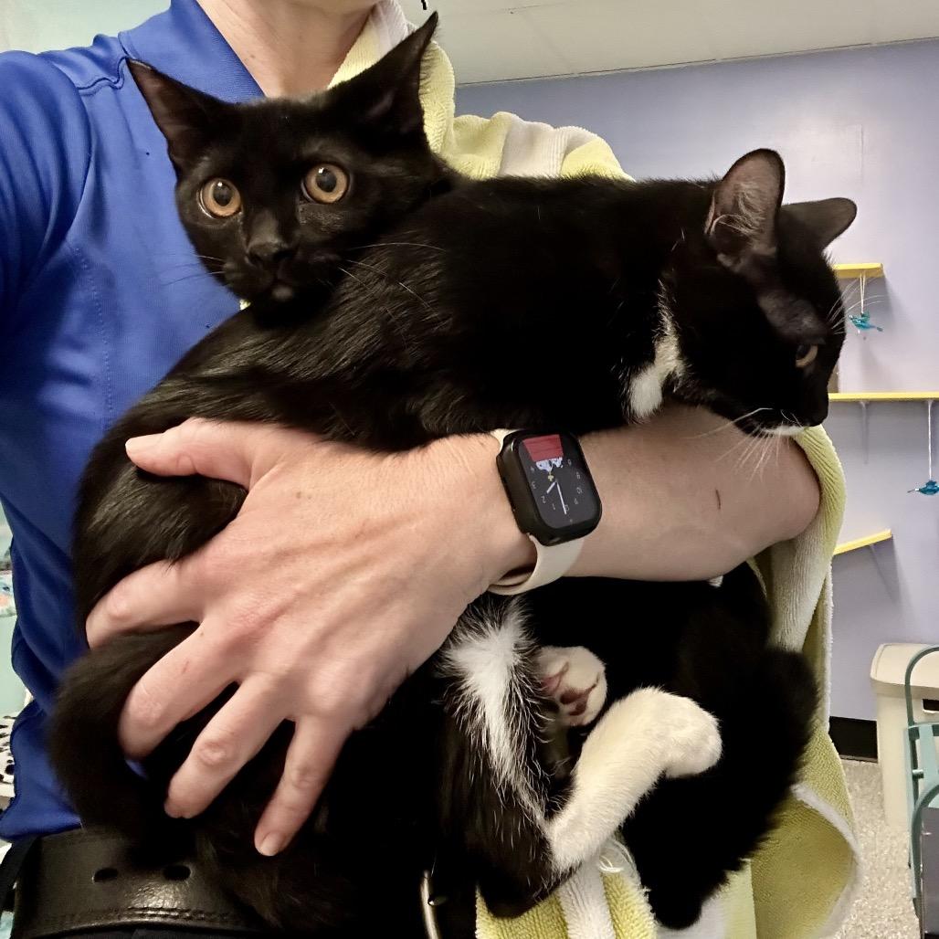 Enlarge Mr. Smee, a Adoptable Domestic Short Hair in Henderson, NV image 5/5