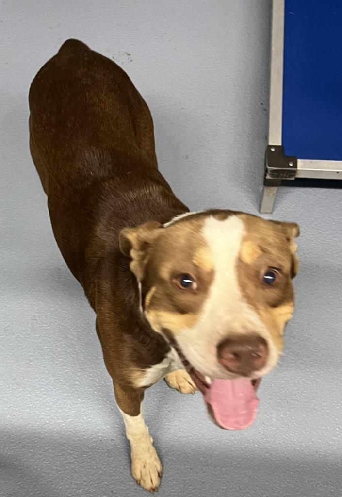 Enlarge Milo, a Adoptable mixed breed in Cartersville , GA image 1/1