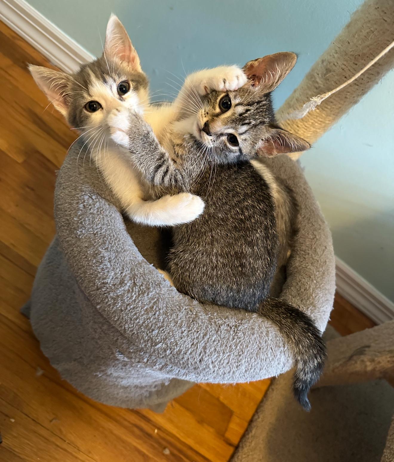 Pip  Tilly & thumbnail 6