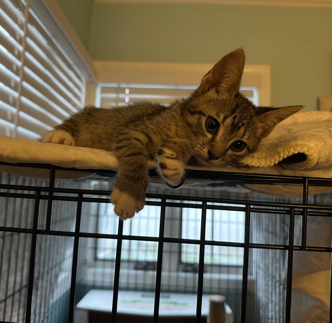 Pip  Tilly & thumbnail 5