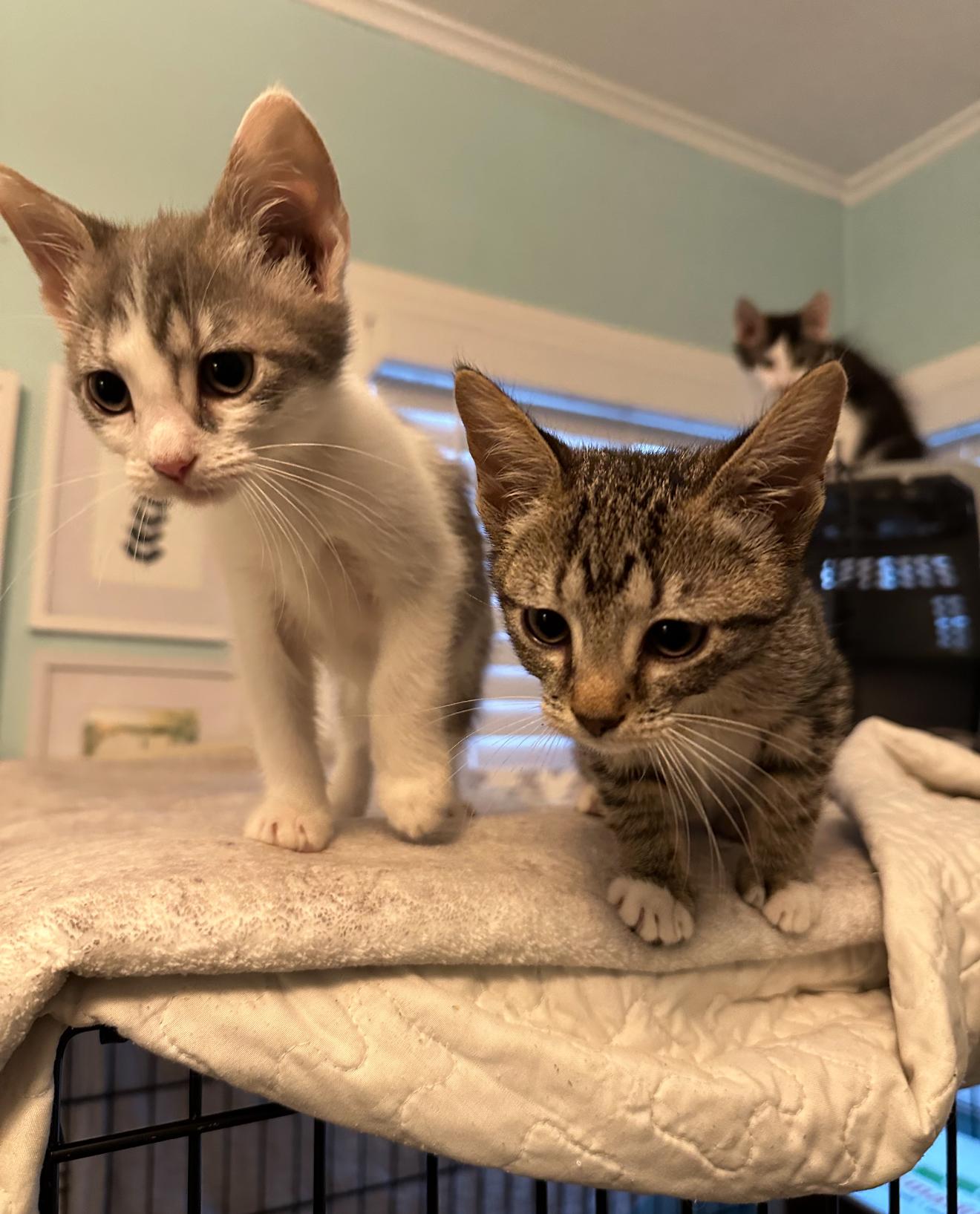 Pip  Tilly & thumbnail 2