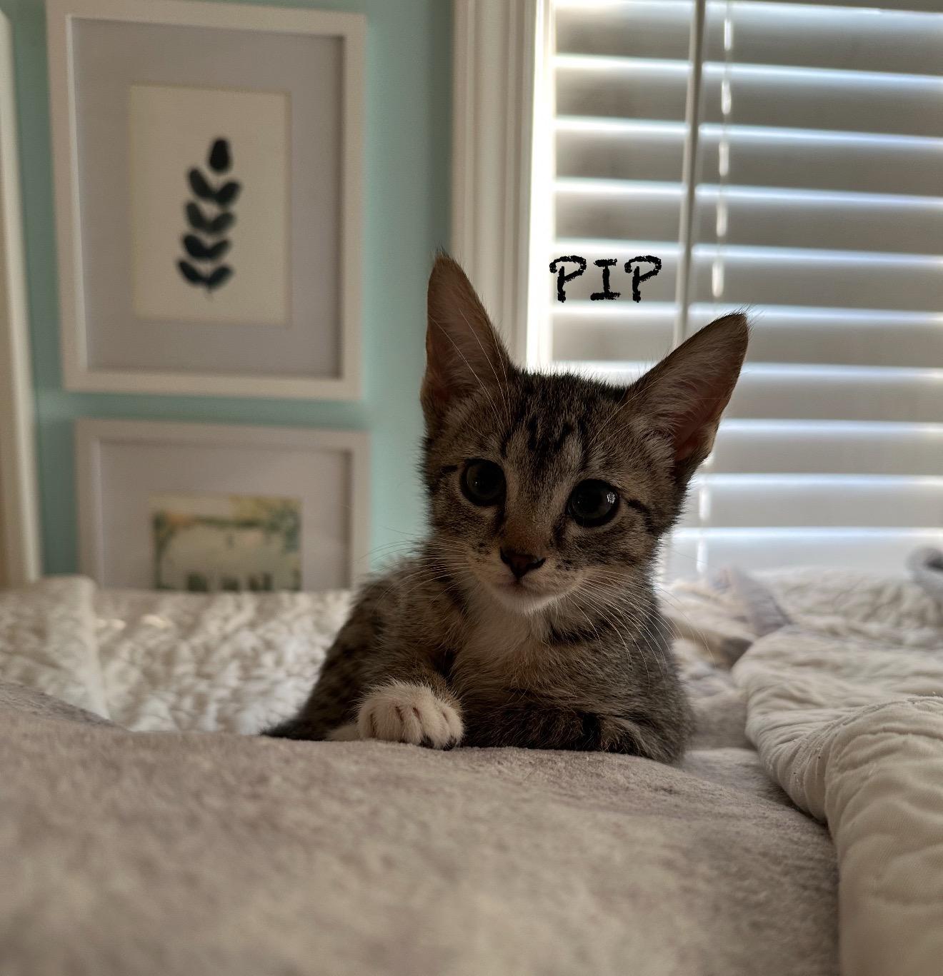 Pip  Tilly & thumbnail 3