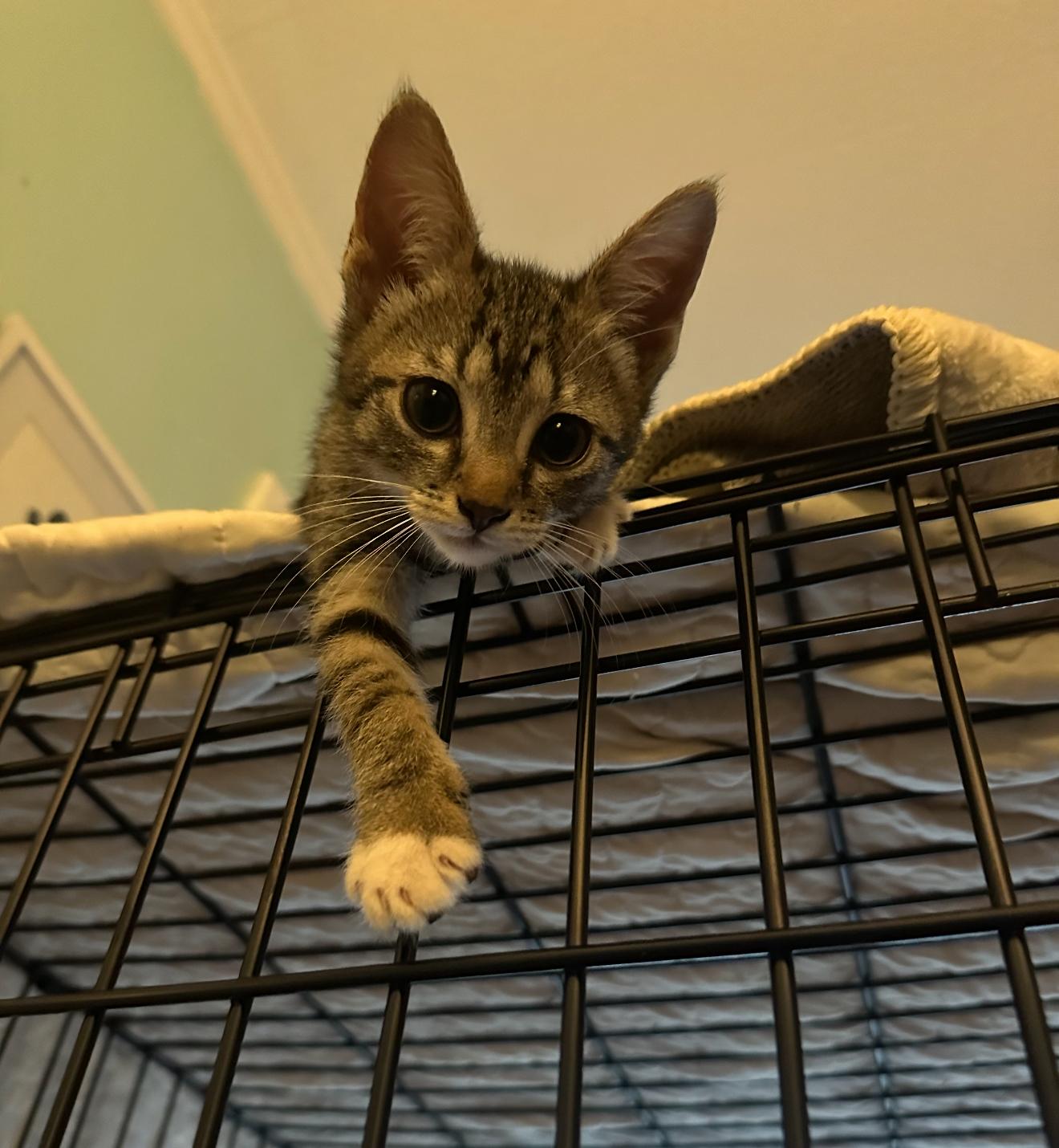 Pip  Tilly & thumbnail 4