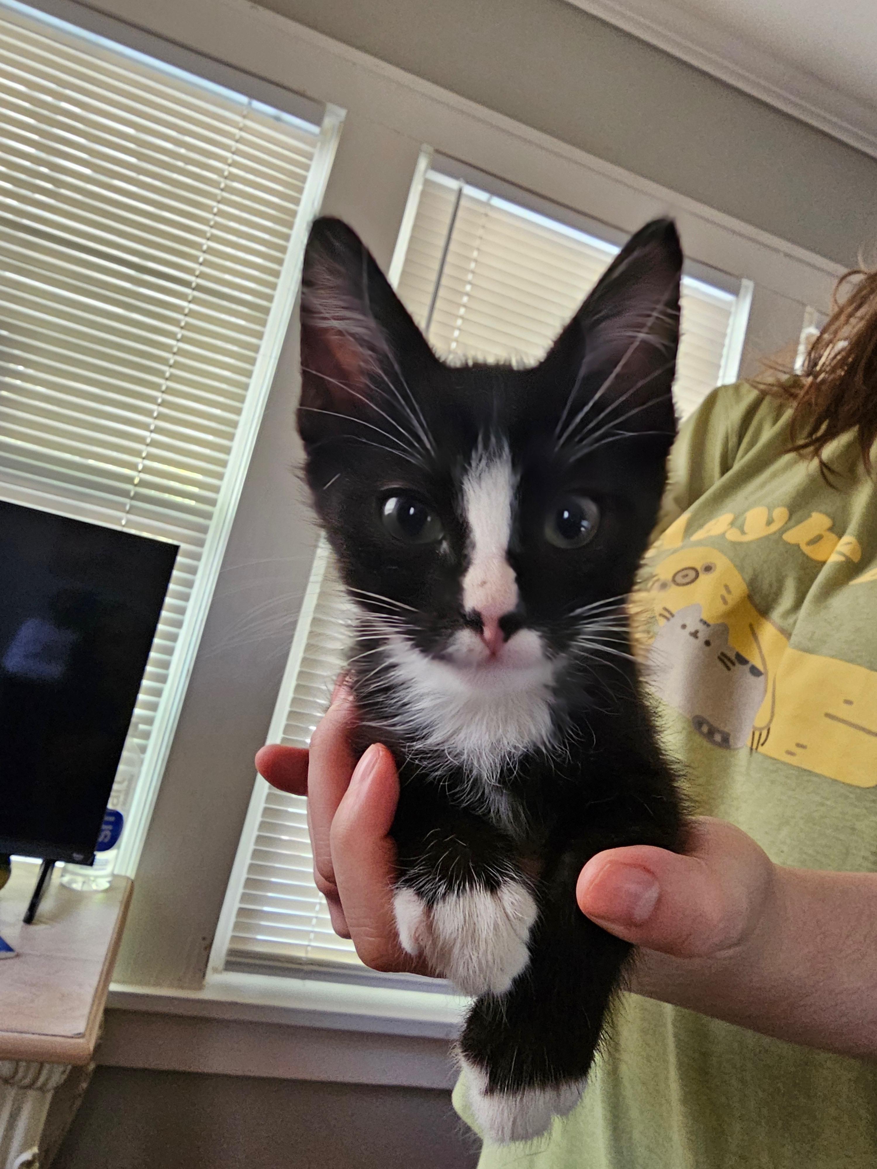 Whiskers, Adoptable, Kitten Male American Shorthair.
