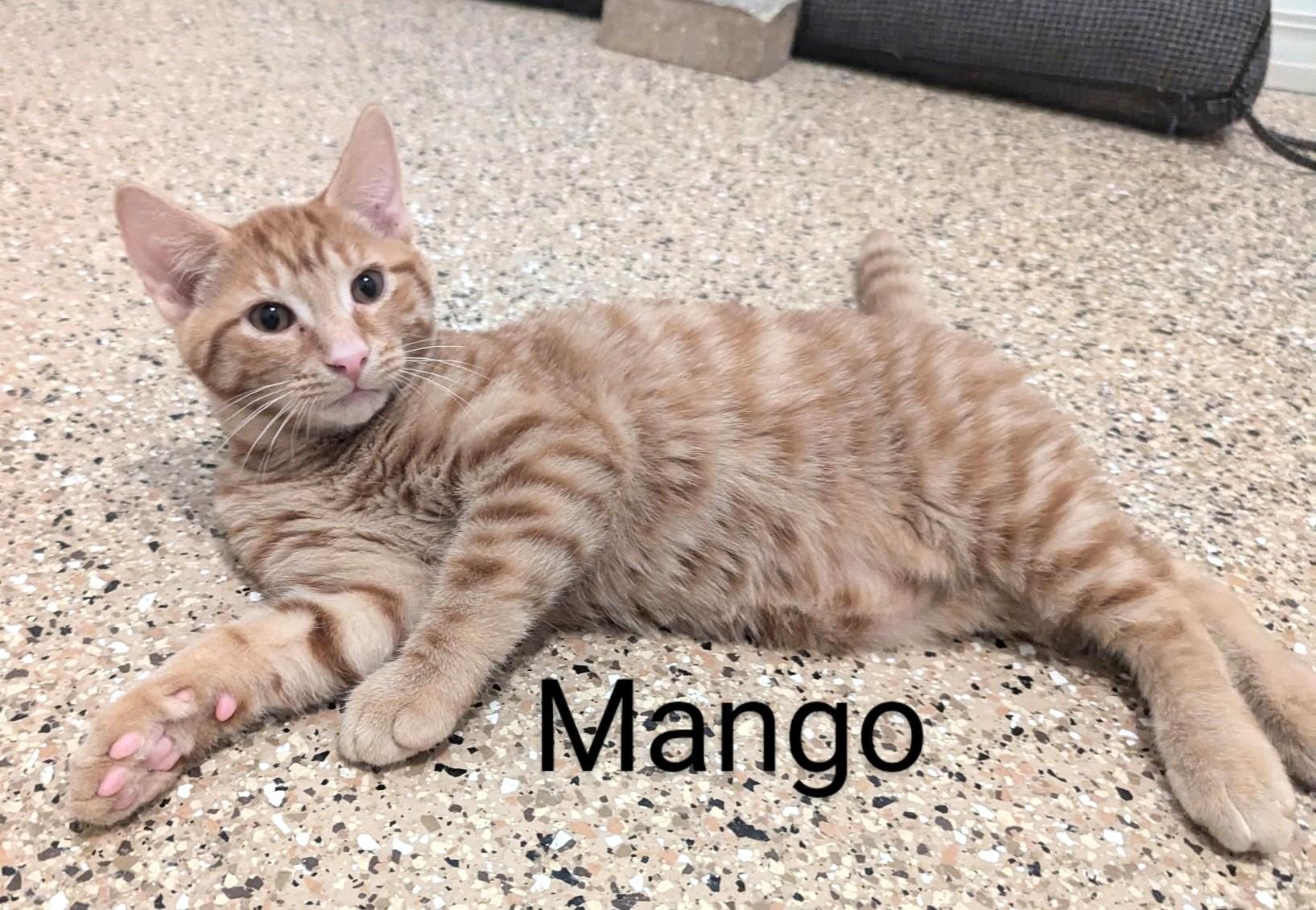 Buffy, Mango, Colby and Lola