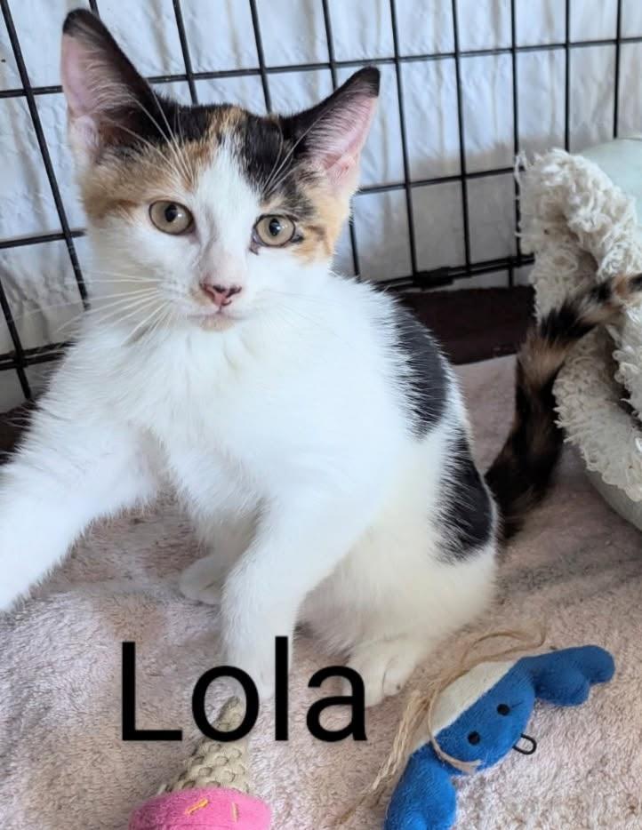Buffy, Mango, Colby and Lola