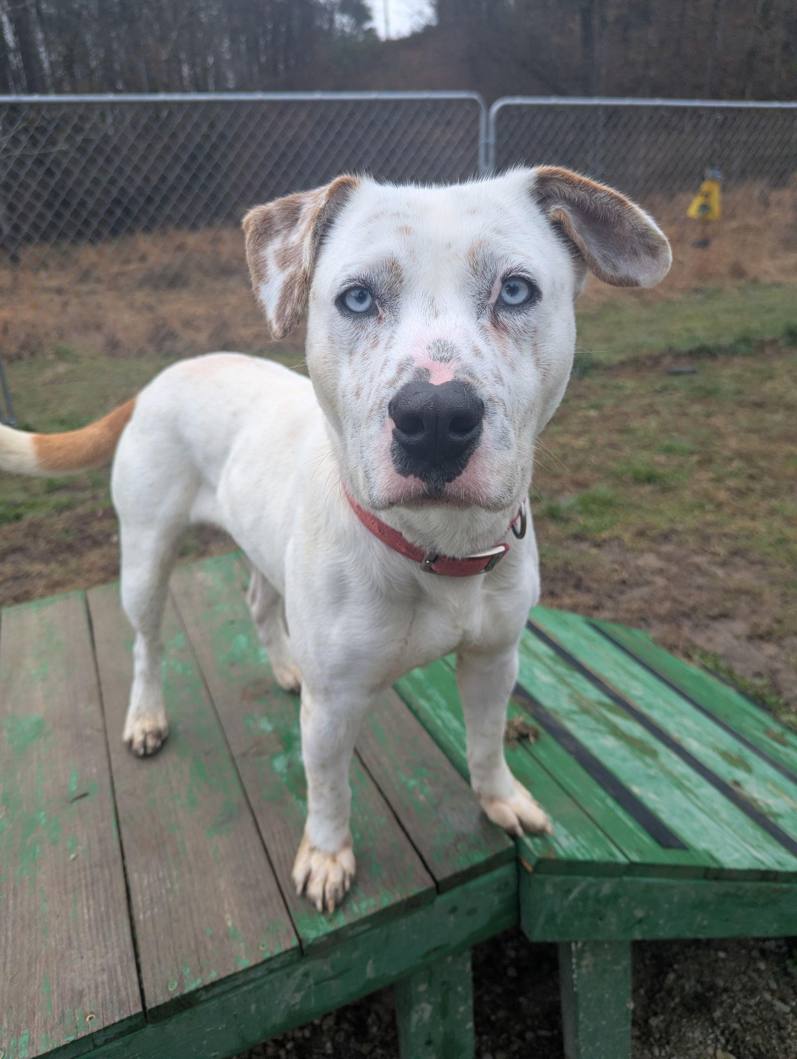 Storm, Adoptable, Young Male Catahoula Leopard Dog & Pit Bull Terrier.