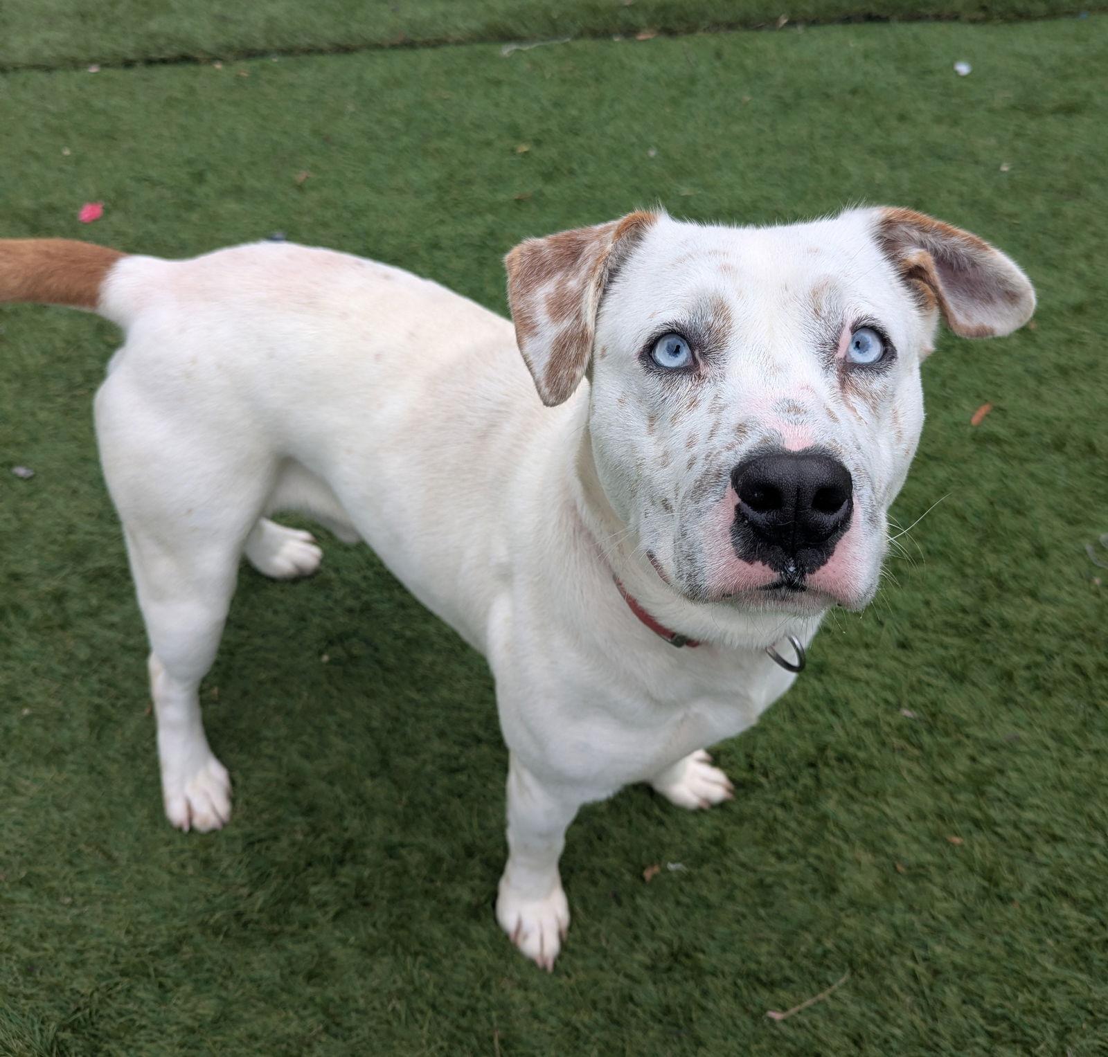 Storm, Adoptable, Young Male Pit Bull Terrier.