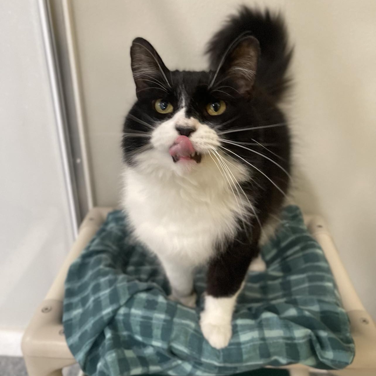 Enlarge Frisky, an adoptable mixed breed in Penn Yan, NY image 3/6