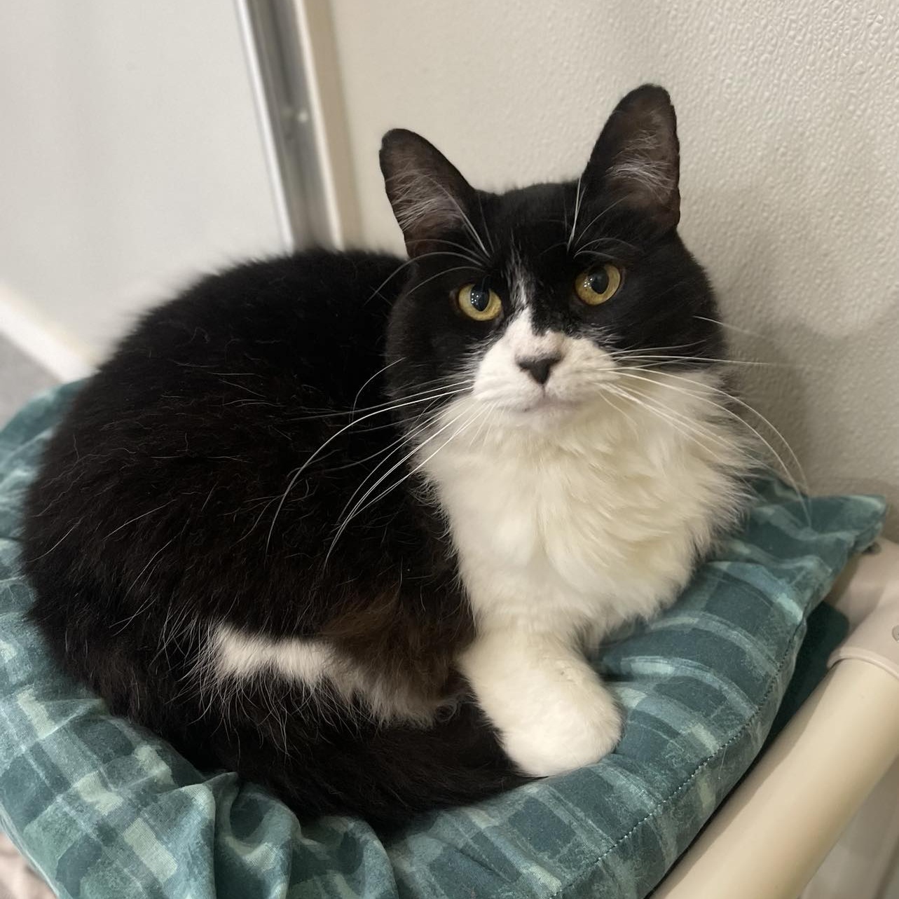 Enlarge Frisky, an adoptable mixed breed in Penn Yan, NY image 2/6