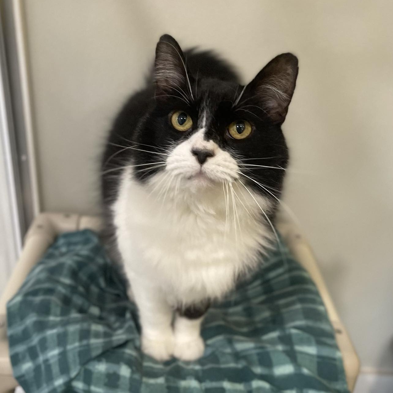 Enlarge Frisky, an adoptable mixed breed in Penn Yan, NY image 1/6