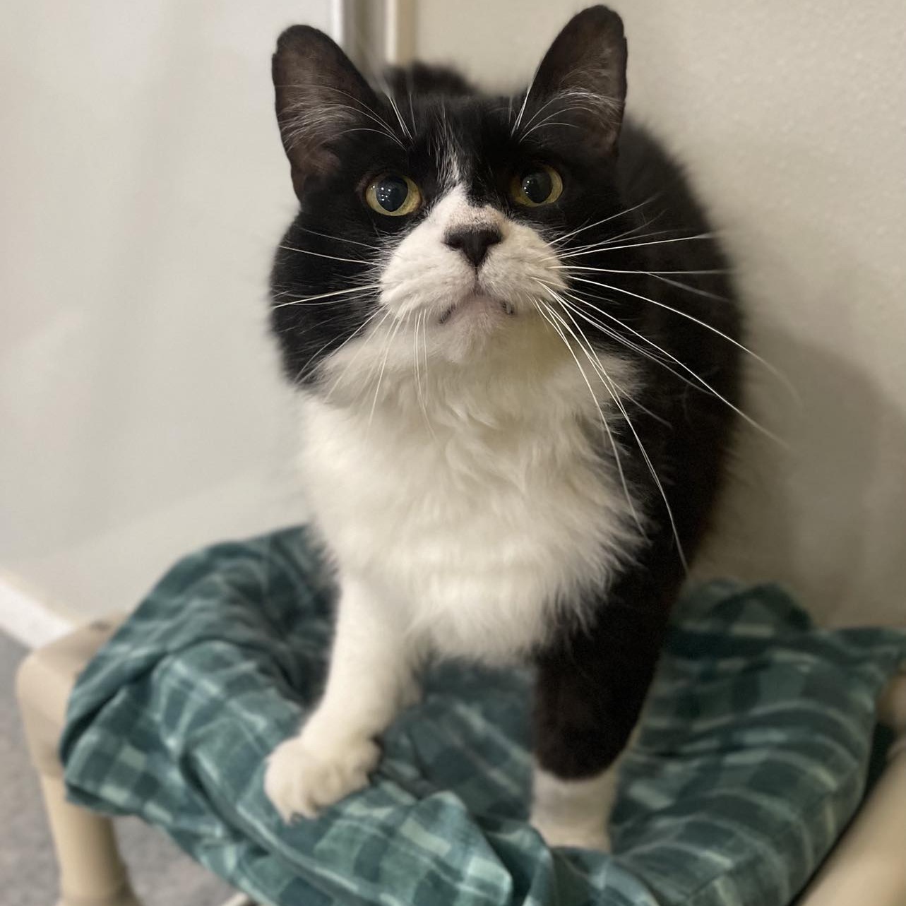 Enlarge Frisky, an adoptable mixed breed in Penn Yan, NY image 4/6