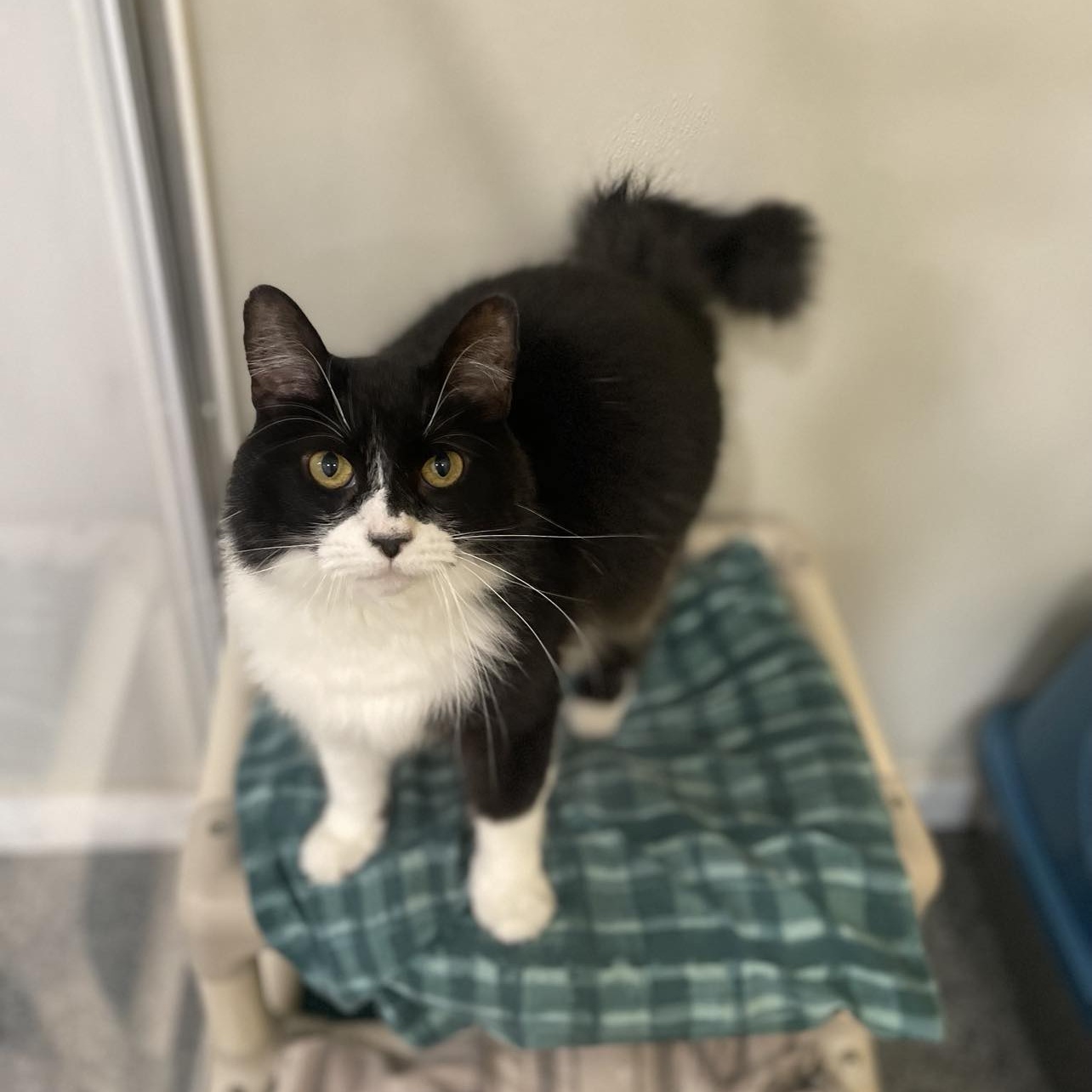 Enlarge Frisky, an adoptable mixed breed in Penn Yan, NY image 6/6