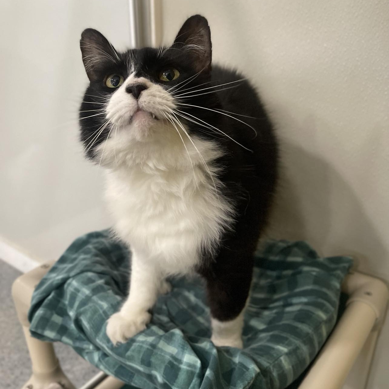 Enlarge Frisky, an adoptable mixed breed in Penn Yan, NY image 5/6