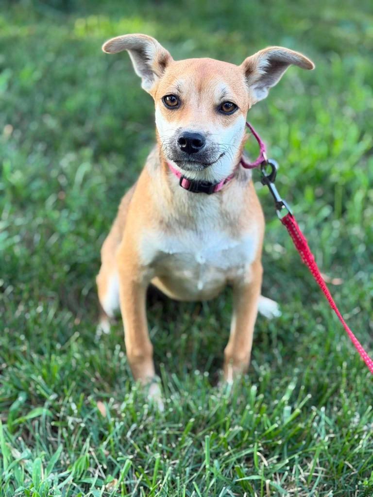 Maybelline, Adoptable, Young Female Rat Terrier & Chihuahua.