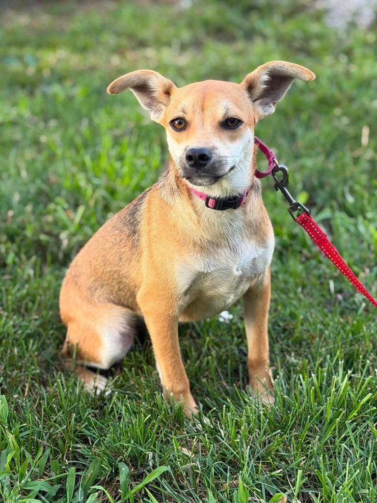 Enlarge Maybelline, a Adoptable mixed breed in Decatur, IN image 2/6