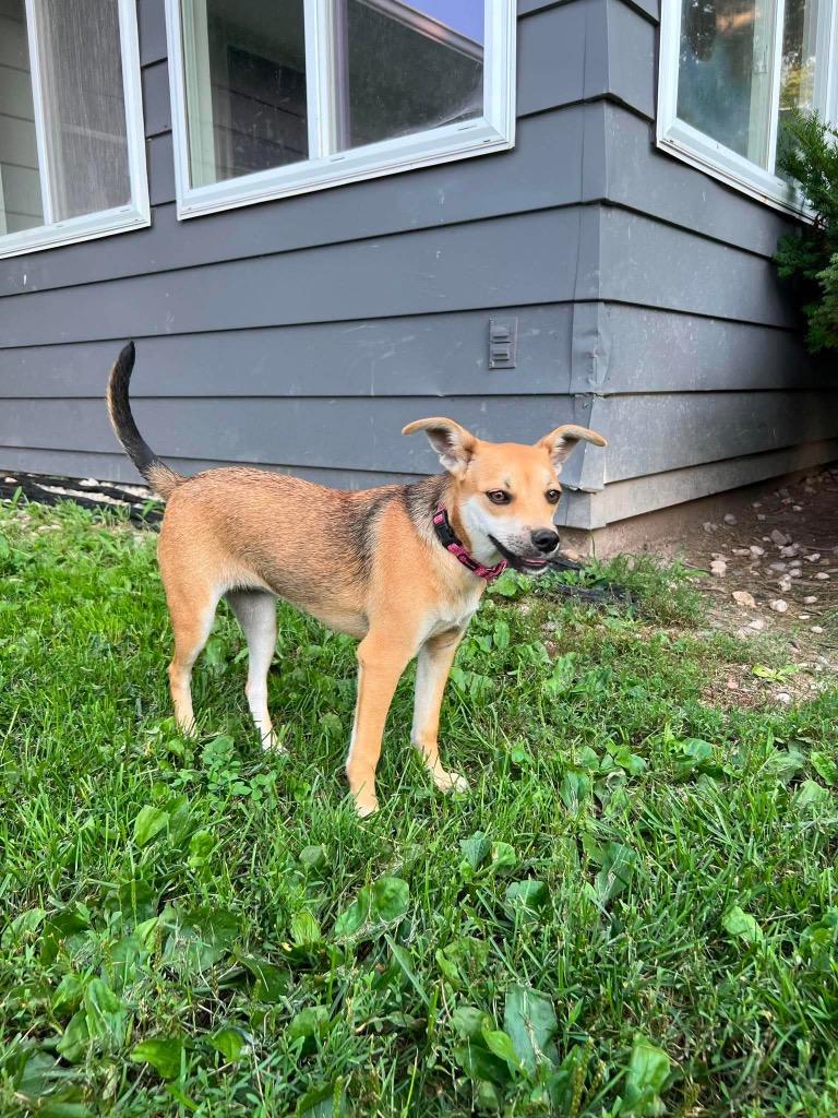 Enlarge Maybelline, a Adoptable mixed breed in Decatur, IN image 3/6