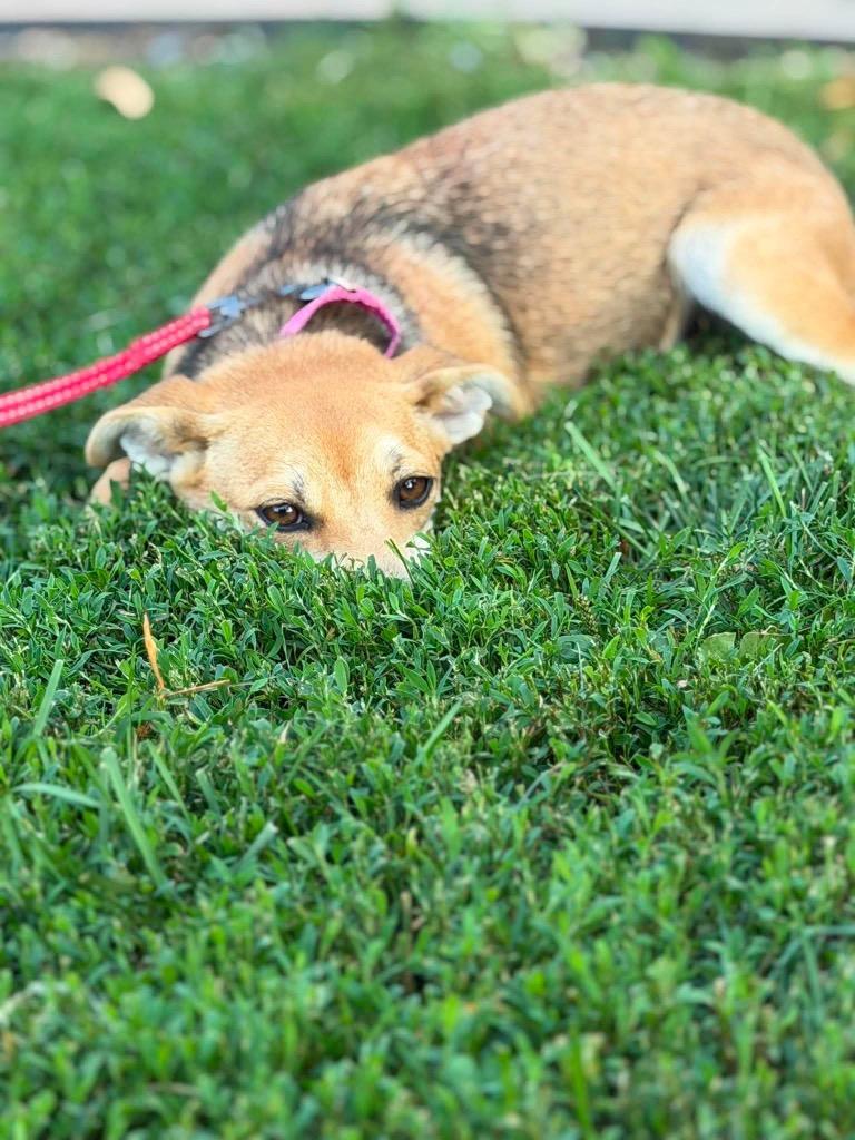 Enlarge Maybelline, a Adoptable mixed breed in Decatur, IN image 4/6