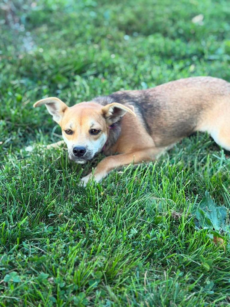 Enlarge Maybelline, a Adoptable mixed breed in Decatur, IN image 5/6