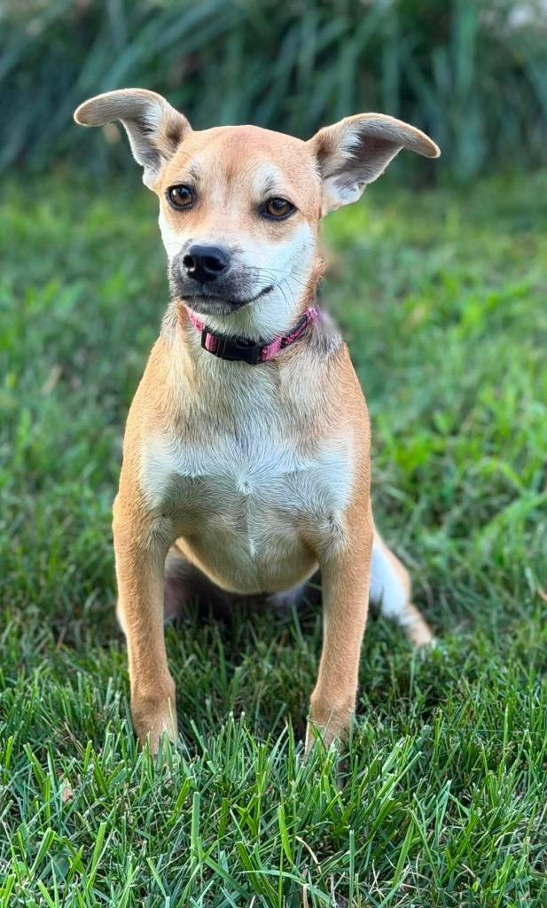 Enlarge Maybelline, a Adoptable mixed breed in Decatur, IN image 6/6