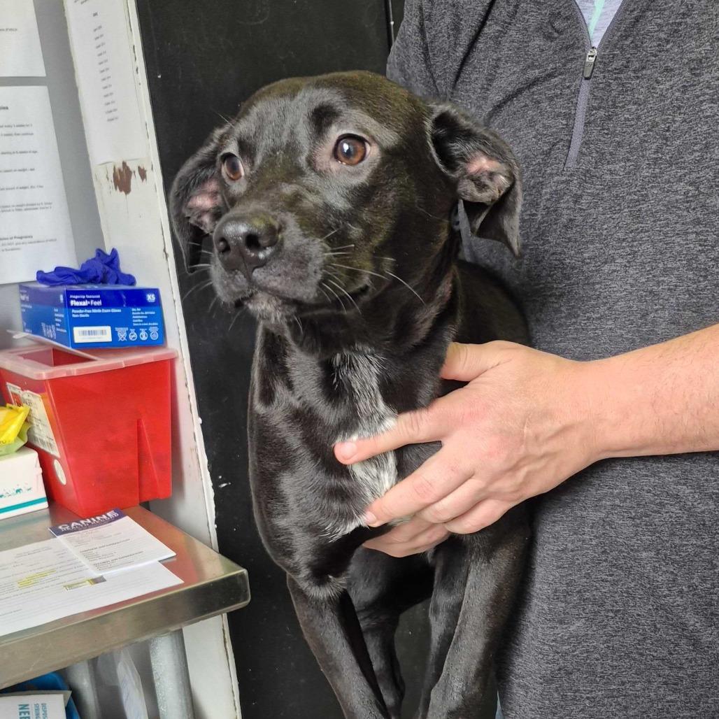 Bart, Adoptable, Young Female Mixed Breed & Black Labrador Retriever.