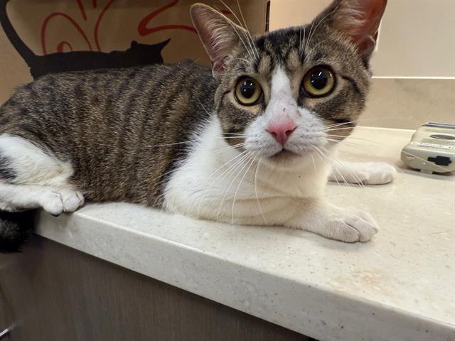 Enlarge CASPER, a Adoptable Domestic Short Hair in Baytown, TX image 1/1