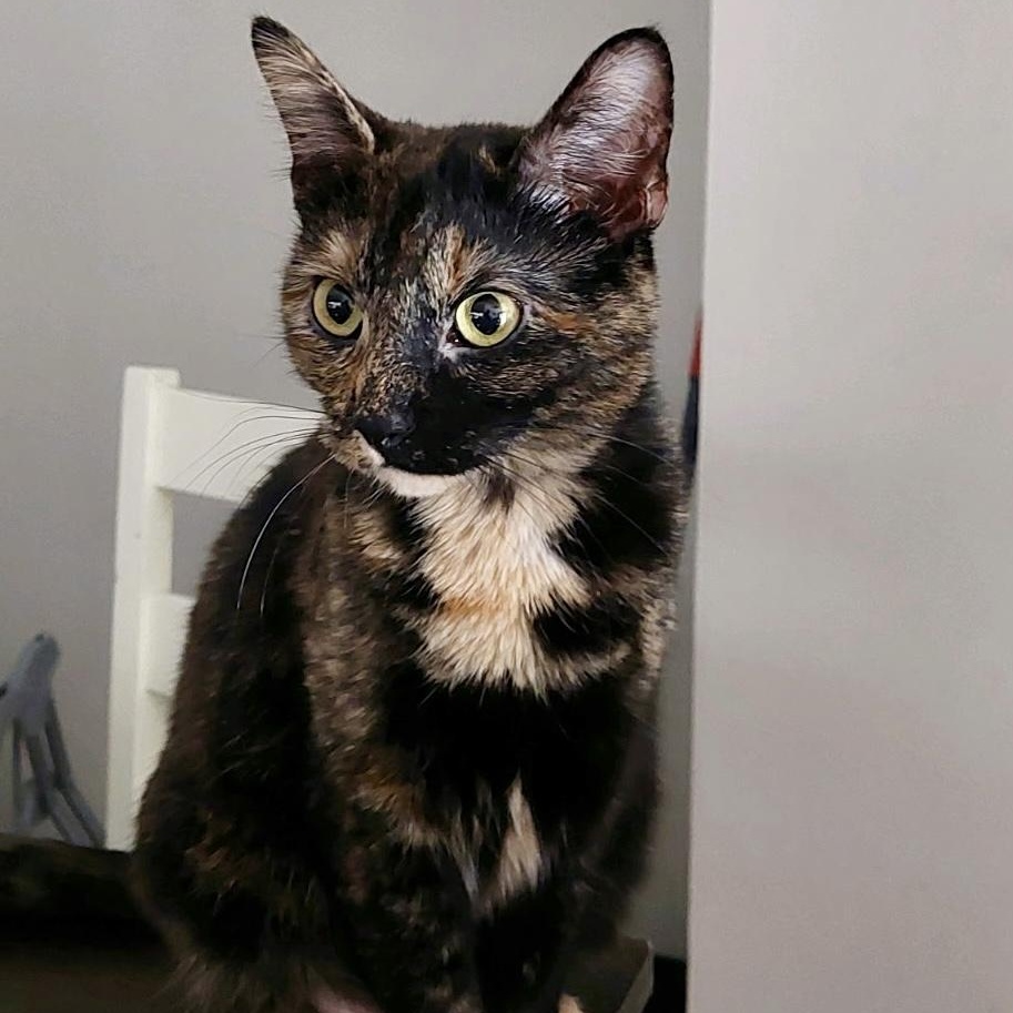 Freckles, Adoptable, Adult Female Tortoiseshell.