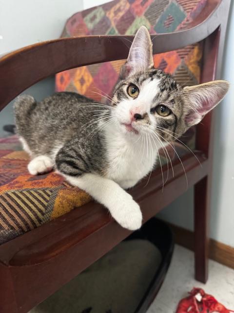 Zero and Bupkiss, a Adoptable Domestic Short Hair in Hutchinson, MN image 5/6